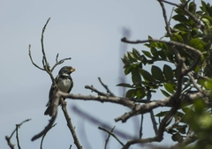 Sporophila peruviana