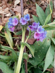 Pulmonaria longifolia