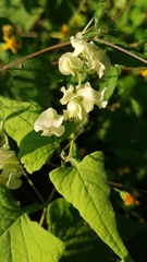 Antigonon flavescens