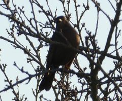 Turdus merula