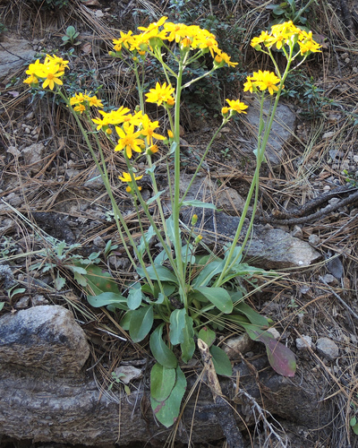 Wooton's ragwort (Senecio wootonii)