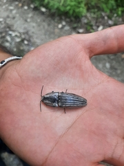 Chalcolepidius erythroloma