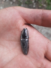 Chalcolepidius erythroloma