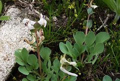 Corydalis ledebouriana
