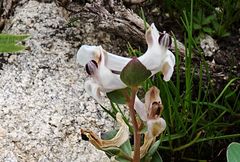 Corydalis ledebouriana