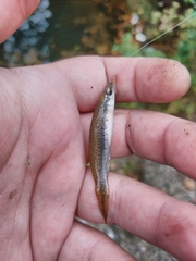 Fundulus olivaceus