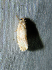 Pseudosciaphila duplex