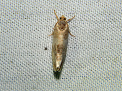 Pseudosciaphila duplex