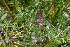 Fumaria vaillantii