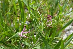 Fumaria vaillantii