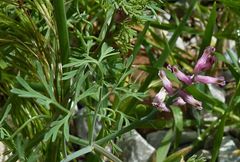 Fumaria vaillantii