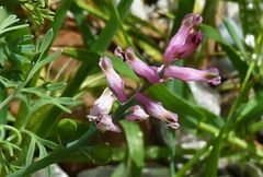 Fumaria vaillantii