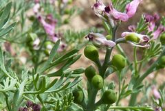 Fumaria vaillantii