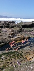 Stichaster striatus
