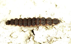 Lampyris fuscata apuliae