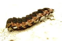 Lampyris fuscata apuliae