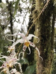 Oncidium cirrhosum