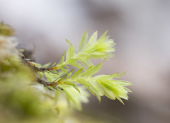 Mnium stellare