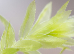Mnium stellare