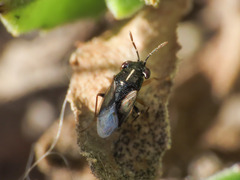 Geocoris ater