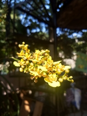 Trichocentrum ascendens