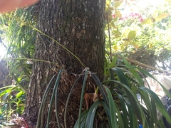 Trichocentrum ascendens