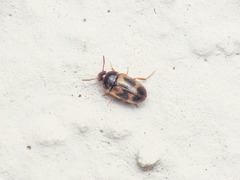 Litargus balteatus