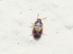 Litargus balteatus