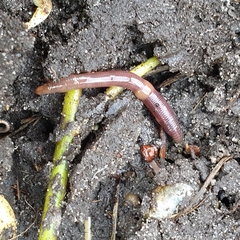 Satchellius mammalis