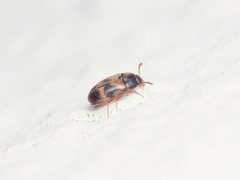 Litargus balteatus
