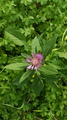 Centaurea pullata