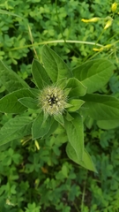 Centaurea pullata