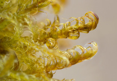 Sarmentypnum exannulatum