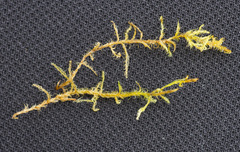 Sarmentypnum exannulatum