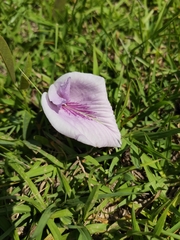 Clitoria nana