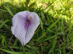 Clitoria nana