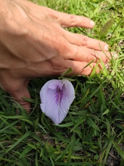 Clitoria nana