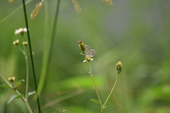 Eicochrysops hippocrates