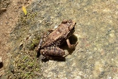 Thoropa miliaris