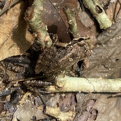 Thoropa miliaris