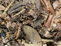 Thoropa miliaris