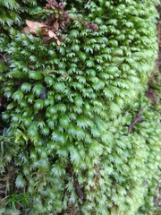 Fissidens polyphyllus