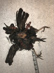 Troglodytes pacificus