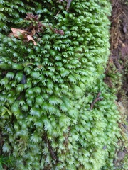 Fissidens polyphyllus