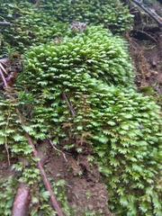 Fissidens polyphyllus