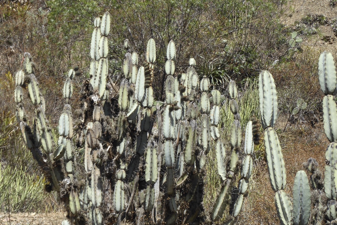 Armatocereus matucanensis