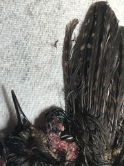 Troglodytes pacificus