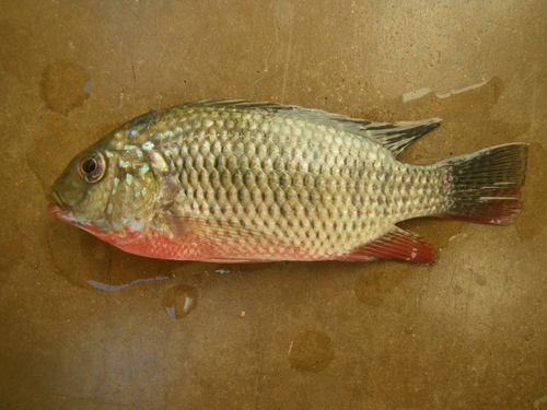 Redbreast Tilapia