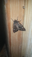 Polymixis trisignata