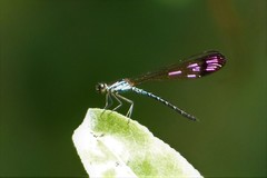 Aristocypha fenestrella